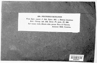 Fomitopsis betulina image
